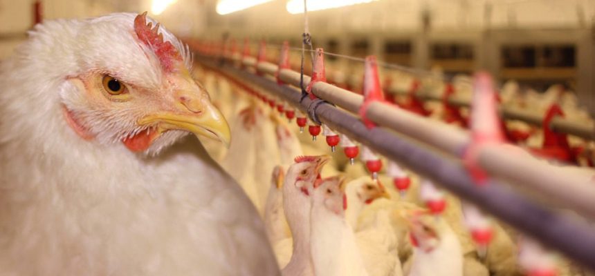 A Agência de Defesa Agropecuária e Florestal do Amazonas (Adaf) informa aos avicultores amazonenses que estão suspensas, em todo o País, a realização de exposições, torneios, feiras e demais eventos com aglomeração de aves, assim como a criação de aves ao ar livre, com acesso a piquetes sem telas na parte superior. As medidas estão previstas na Portaria nº 782, publicada ontem (27), no Diário Oficial da União (DOU). As medidas não alcançam criadores de subsistência.