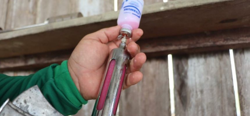 A Agência de Defesa Agropecuária e Florestal do Estado do Amazonas (Adaf) prorrogou a vacinação contra a raiva dos herbívoros em seis municípios com imunização compulsória. A campanha de vacinação prevista para encerrar no dia 30 de setembro segue, agora, até o dia 28 de novembro deste ano.